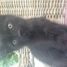 Image pour l'annonce Donne Chatons