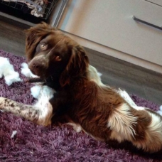 Image pour l'annonce A adopter - Gipsy, jeune mâle épagneul