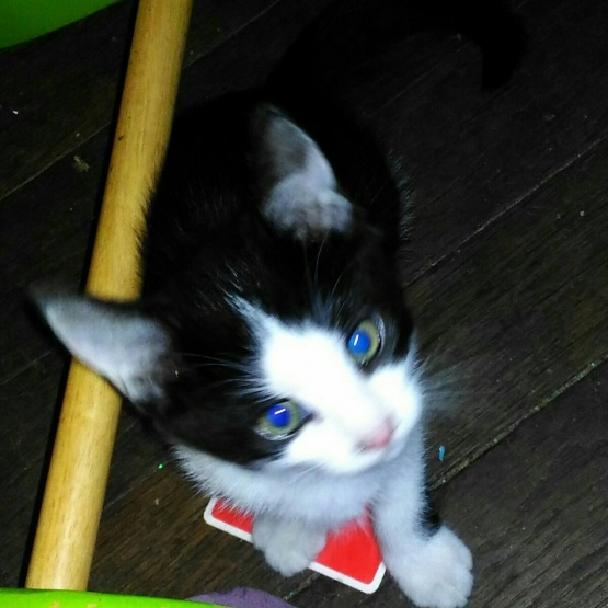 Image pour l'annonce Donne Chatons de 3 mois