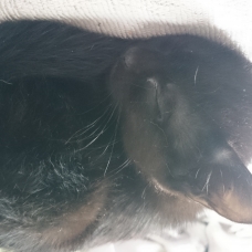 Image pour l'annonce Donne Chatons de 3 mois