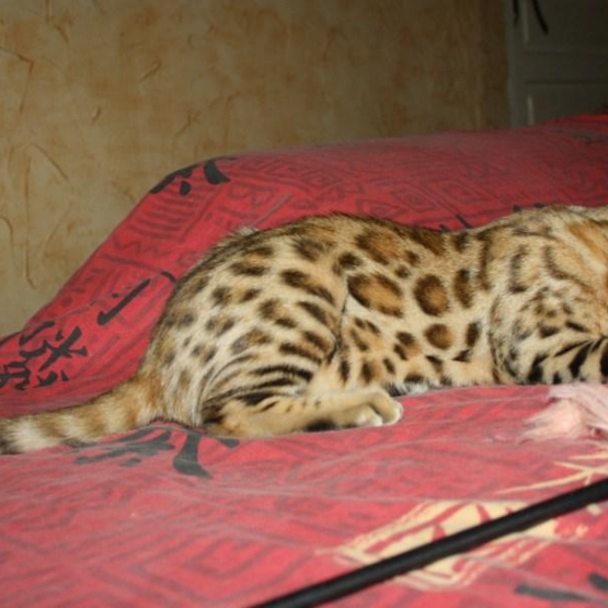 Image pour l'annonce Vds chaton Bengal
