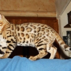 Image pour l'annonce Vds chaton Bengal