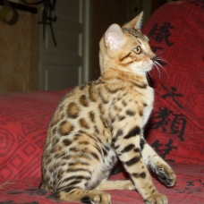 Image pour l'annonce Vds chaton Bengal