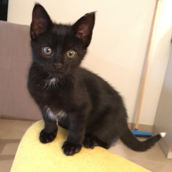 Image pour l'annonce CHATON TROP MIGNON