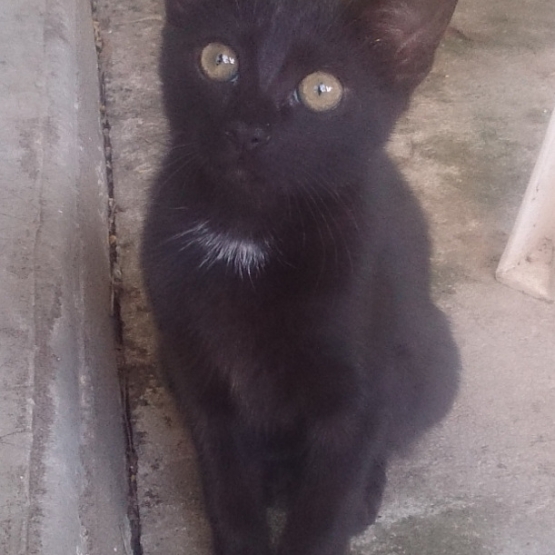 Image pour l'annonce Donne chaton mâle européen