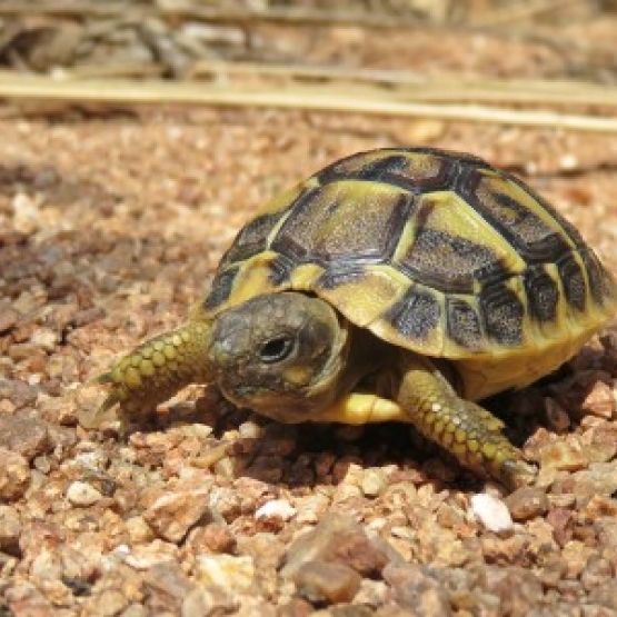 Image pour l'annonce Tortue de terre Hermann Varoise femelle