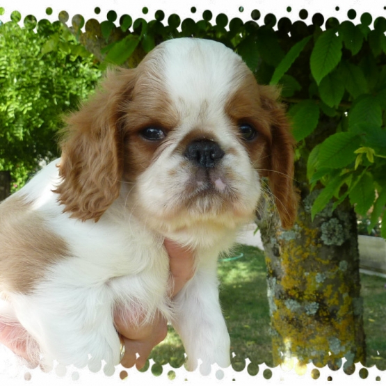 Image pour l'annonce A VENDRE chiots King Charles Spaniel