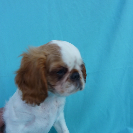 Image pour l'annonce A VENDRE chiots King Charles Spaniel