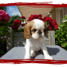 Image pour l'annonce A VENDRE chiots King Charles Spaniel