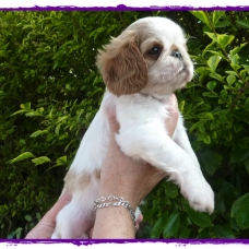 Image pour l'annonce A VENDRE chiots King Charles Spaniel