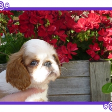 Image pour l'annonce A VENDRE chiots King Charles Spaniel