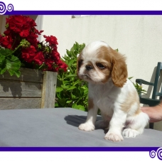 Image pour l'annonce A VENDRE chiots King Charles Spaniel