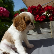 Image pour l'annonce A VENDRE chiots King Charles Spaniel