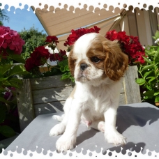 Image pour l'annonce A VENDRE chiots King Charles Spaniel