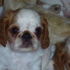 Image pour l'annonce A VENDRE chiots King Charles Spaniel