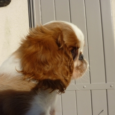 Image pour l'annonce A VENDRE chiots King Charles Spaniel