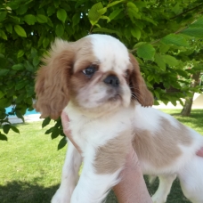 Image pour l'annonce A VENDRE chiots King Charles Spaniel