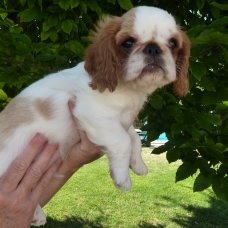 Image pour l'annonce A VENDRE chiots King Charles Spaniel