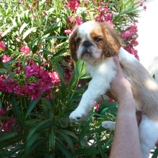 Image pour l'annonce A VENDRE chiots King Charles Spaniel