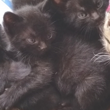 Image pour l'annonce DONNE ADORABLES CHATONS