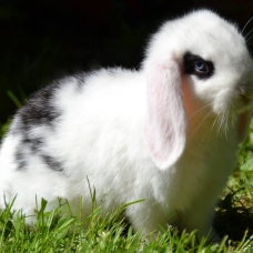 Image pour l'annonce BB Lapin Nain Bélier - MALE