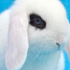 Image pour l'annonce BB Lapin Nain Bélier - MALE