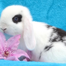 Image pour l'annonce BB Lapin Nain Bélier - MALE