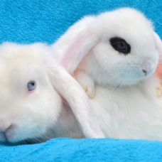 Image pour l'annonce BB Lapin Nain Bélier - MALE