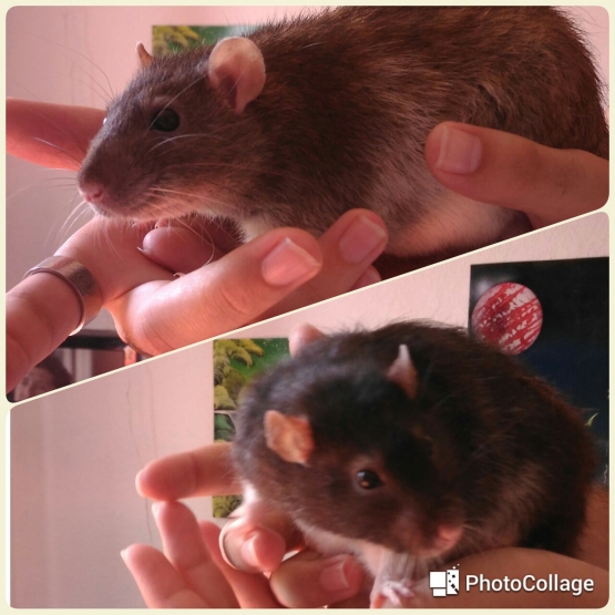 Image pour l'annonce Vends 2 rats