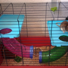 Image pour l'annonce Vends 2 rats
