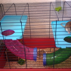 Image pour l'annonce Vends 2 rats