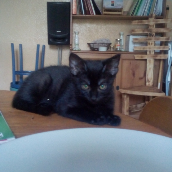 Image pour l'annonce donne chaton