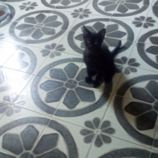 Image pour l'annonce donne chaton