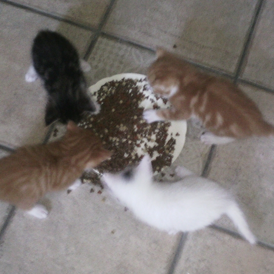 Image pour l'annonce Donne chatons