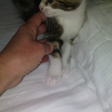 Image pour l'annonce Donne chatons