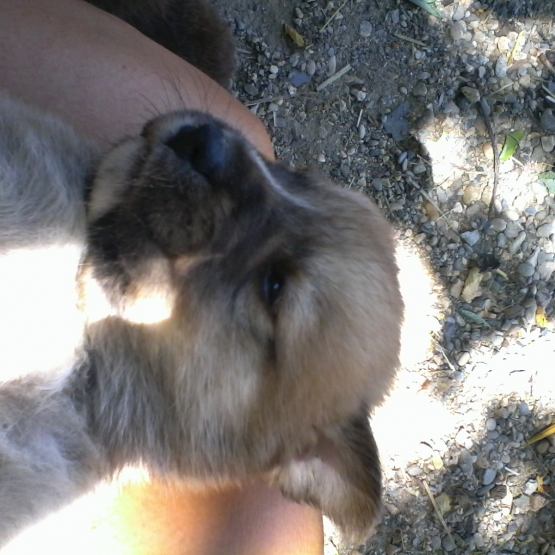 Image pour l'annonce Croisé Border collie husky