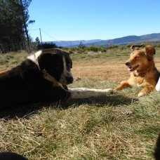 Image pour l'annonce Croisé Border collie husky