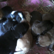 Image pour l'annonce Croisé Border collie husky