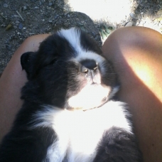 Image pour l'annonce Croisé Border collie husky