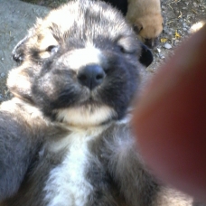 Image pour l'annonce Croisé Border collie husky