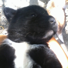 Image pour l'annonce Croisé Border collie husky