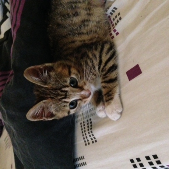 Image pour l'annonce Donne chaton tigré gris