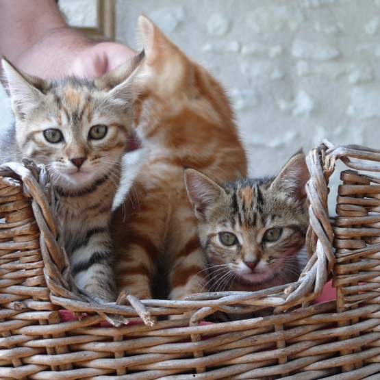 Image pour l'annonce 3 Chaton à donner