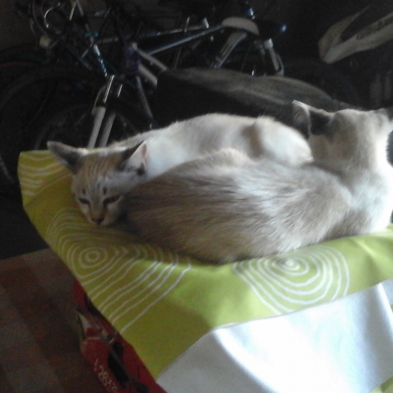 Image pour l'annonce Donne chatons