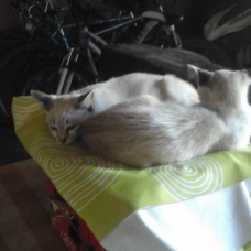 Image pour l'annonce Donne chatons