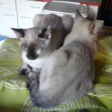 Image pour l'annonce Donne chatons