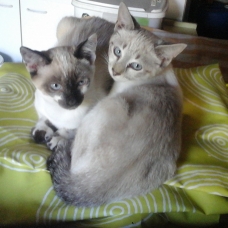 Image pour l'annonce Donne chatons