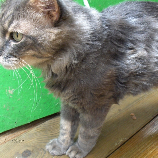 Image pour l'annonce Grand chat adulte gris angora  Marseille 13004