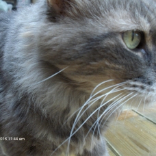 Image pour l'annonce Grand chat adulte gris angora  Marseille 13004