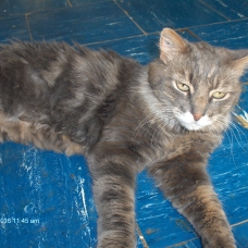 Image pour l'annonce Grand chat adulte gris angora  Marseille 13004